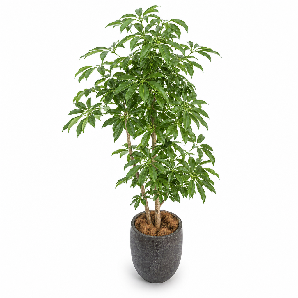 観葉植物のスツール の入力画像